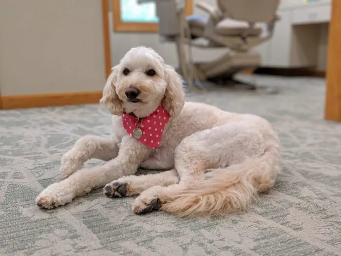 Daisy, Therapy Dog at Winning Smile Dentistry