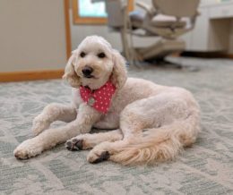 Daisy, Therapy Dog at {PRACTICE_NAME}